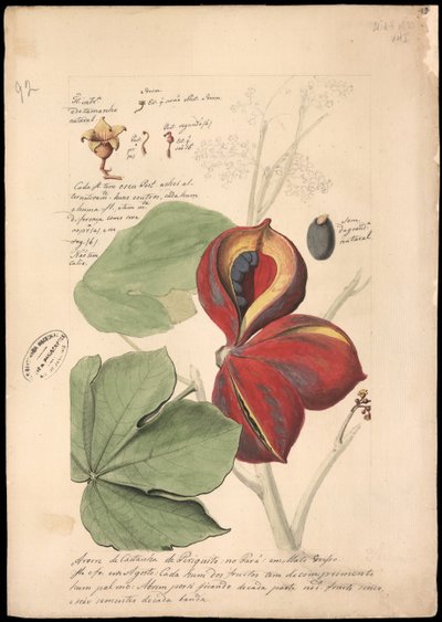 Theobroma bicolor da José Joaquim Freire