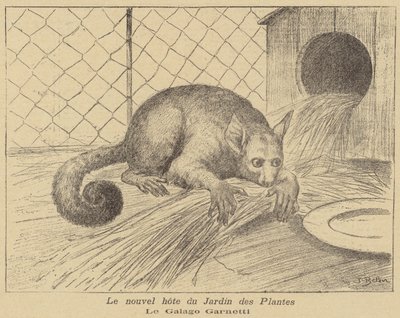Galago di Garnett, nuovo residente del Jardin des Plantes da Jose Belon
