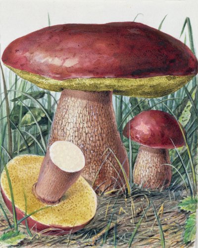 Studio di fungo da Josef Fleischmann