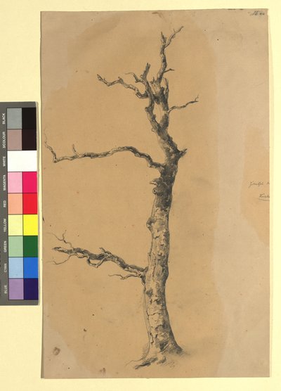 Studie eines kahlen Baumes da Josef Kriehuber