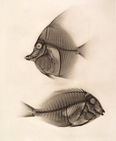 Radiografia storica di un idolo moresco (Zanclus Cornutus) e di un pesce chirurgo azzurro (Acanthurus Nigros) 1896 (foto) da Josef Maria Eder