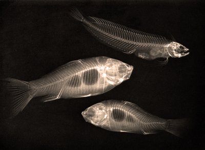Studio ai raggi X di due pesci rossi e di un pesce d