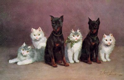 Cartolina del gatto da Josef Sperlich