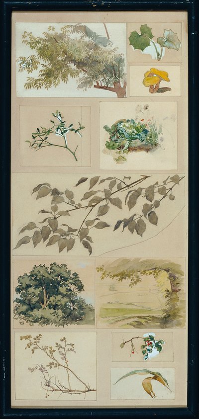 Studi dalla natura da Josef Wawra