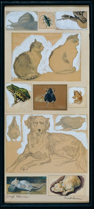 Studi di animali (12 schizzi) da Josef Wawra
