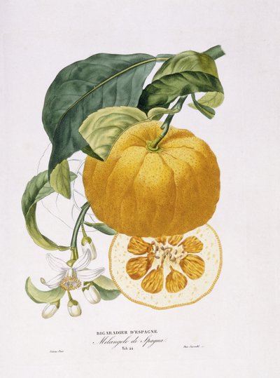 Histoire Naturelle des Orangers da Joseph Antoine Risso