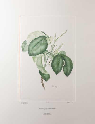 Allophyllus cobbe (Sapindaceae) - Tavola 365, Florilegium di Banks, c.1771-84 da Joseph Banks