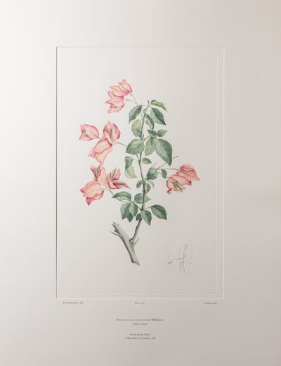 Bouganvillea spectabilis (Nyctaginaceae) - Tavola 355, Florilegium di Banks, c.1771-84 (incisione su rame su carta) da Joseph Banks