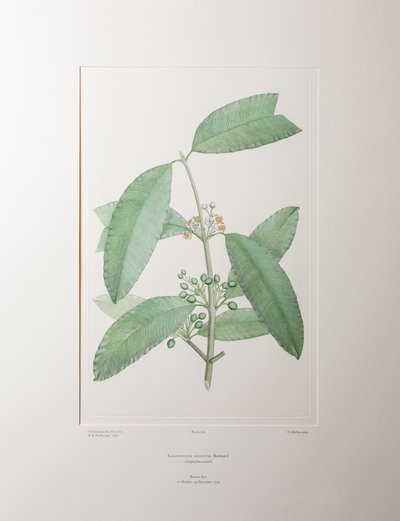 Calophyllum soulattri (Guttiferae) - Tavola 362, Florilegium di Banks, c.1771-84 (incisione su rame su carta) da Joseph Banks