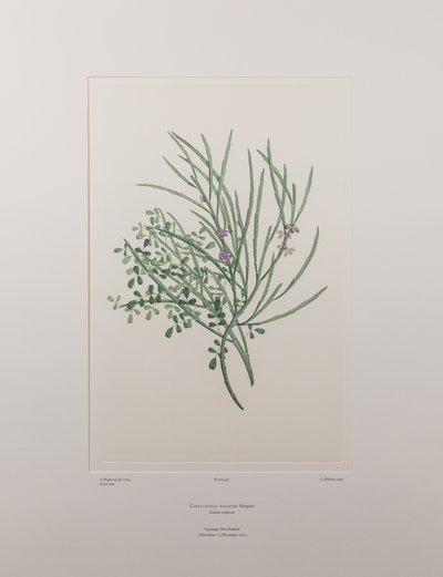 Carmichaelia solandri (Leguminosae) - Tavola 429, Florilegium di Banks, c.1771-84 da Joseph Banks