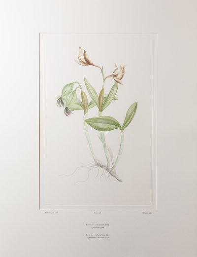 Cattleya forbesii (Orchidaceae) - Tavola 358, Florilegium di Banks, c.1771-84 (incisione su rame su carta) da Joseph Banks