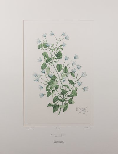 Clematis forsteri (Ranunculaceae) - Tavola 402, Florilegium di Banks, c.1771-84 da Joseph Banks