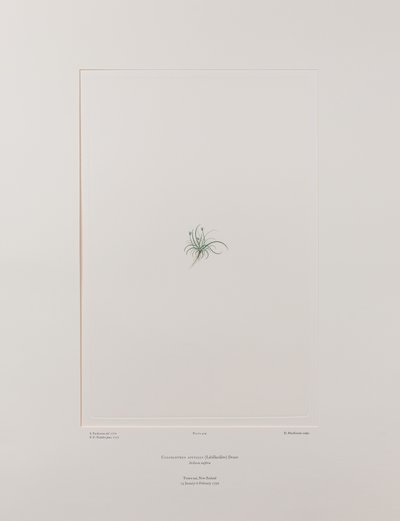 Colobanthus apetalus (Caryophyllaceae) - Tavola 414, Florilegium di Banks, c.1771-84 (incisione su rame su carta) da Joseph Banks