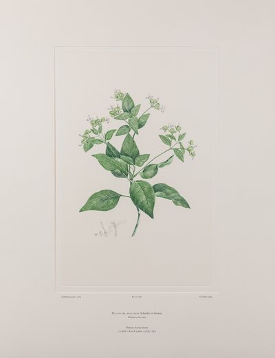 Dicliptera bracteata (Acanthaceae) - Tavola 636, Florilegium di Banks, c.1771-84 (incisione su rame su carta) da Joseph Banks