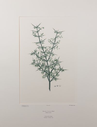 Discaria toumatou (Rhamnaceae) - Tavola 426, Florilegium di Banks, c.1771-84 da Joseph Banks
