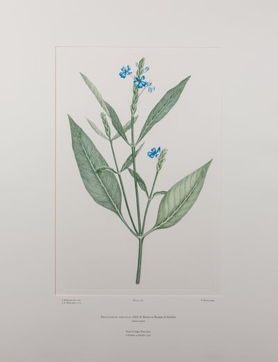 Eranthemum nervosa (Acanthaceae) - Tavola 378, Florilegium di Banks, c.1771-84 da Joseph Banks