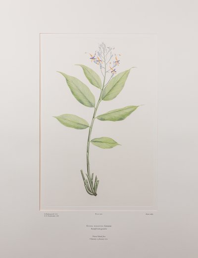 Globba marantina (Zingiberaceae) - Tavola 390, Banks