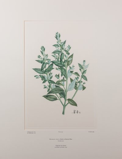 Haloragis erecta (Haloragidaceae) - Tavola 439, Banks