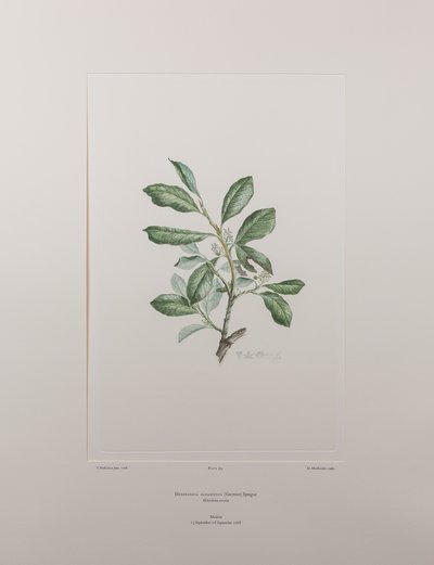 Heberdenia bahamensis (Myrsinaceae) - Tavola 395, Florilegium di Banks, c.1771-84 da Joseph Banks