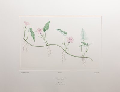Ipomoea aquatica (Convolvulaceae) - Tavola 375, Florilegium di Banks, c.1771-84 (incisione su rame su carta) da Joseph Banks