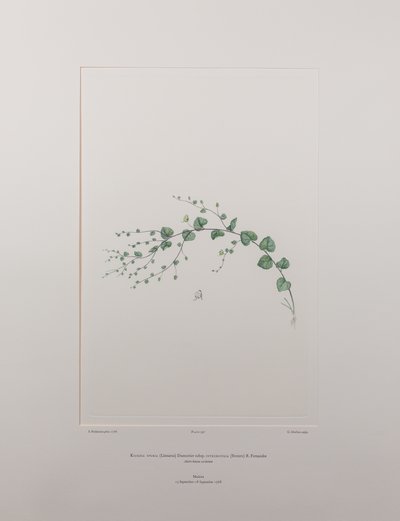 Kicksia spuria subsp. integrifolia (Scrophulariaceae) - Tavola 397, Florilegium di Banks, c.1771-84 da Joseph Banks