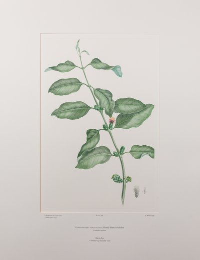 Lepeostegeres geminiflorus (Loranthaceae) - Tavola 386, Florilegium di Banks, c.1771-84 (incisione su rame su carta) da Joseph Banks