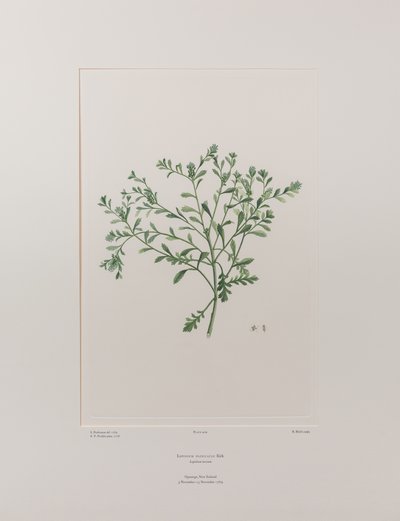 Lepidium flexicaule (Cruciferae) - Tavola 409, Florilegium di Banks, c.1771-84 (incisione su rame su carta) da Joseph Banks
