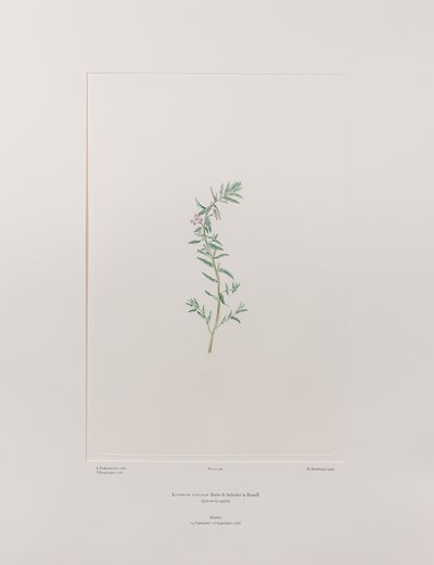 Lythrum junceum (Lythraceae) - Tavola 392, Florilegium di Banks, c.1771-84 (incisione su rame su carta) da Joseph Banks