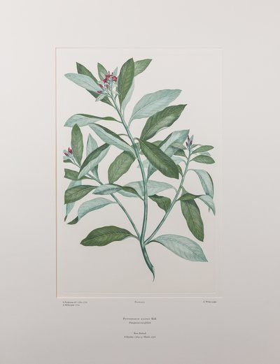 Pittosporum ralphii (Pittosporaceae) - Tavola 413, Florilegium di Banks, c.1771-84 da Joseph Banks
