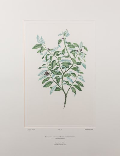 Pittosporum tenuifolium (Pittosporaceae) - Tavola 412, Florilegium di Banks, c.1771-84 (incisione su rame su carta) da Joseph Banks