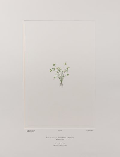 Ranunculus acaulis (Ranunculaceae) - Tavola 403, Florilegium di Banks, c.1771-84 (incisione su rame su carta) da Joseph Banks