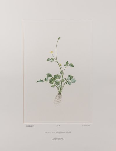 Ranunculus hirtus (Ranunculaceae) - Tavola 404, Banks