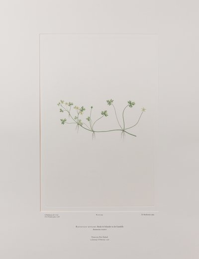 Ranunculus rivularis (Ranunculaceae) - Tavola 405, Banks