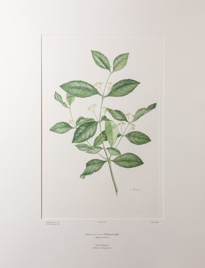 Reissantia indica (Celastraceae) - Tavola 363, Banks