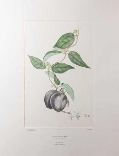 Sarcolobus globosus subsp. globosus (Asclepiadaceae) - Tavola 372, Florilegium di Banks, c.1771-84 da Joseph Banks