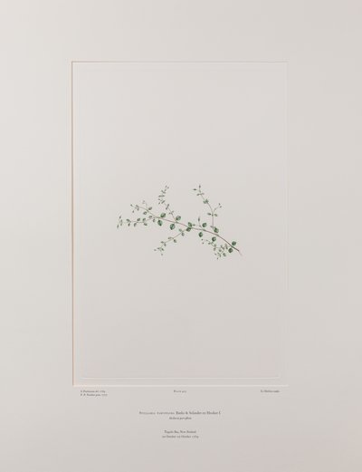 Stellaria parviflora (Caryophyllaceae) - Tavola 415, Florilegium di Banks, c.1771-84 (incisione su rame su carta) da Joseph Banks