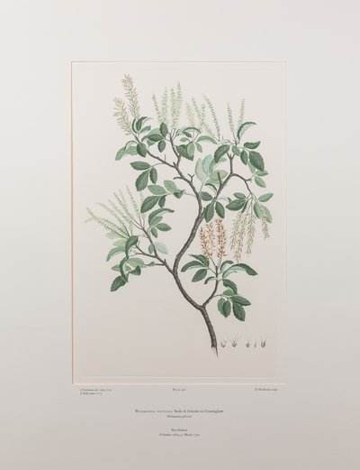 Weinmannia sylvicola (Cunoniaceae) - Tavola 436, Florilegium di Banks, c.1771-84 (incisione su rame su carta) da Joseph Banks