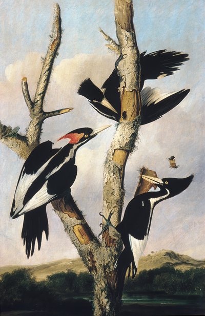 Picchi dal becco avorio, ca. 1830-31 da Joseph Bartholomew Kidd