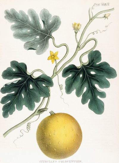 Colocynth, da "Illustrazioni di Botanica Medica: Consistenti in figure colorate delle piante che forniscono gli articoli importanti della Materia Medica". J.H. Colen da Joseph Carson