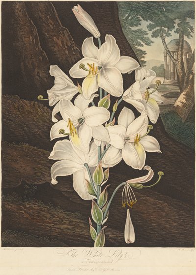 Il tempio di Flora, o Giardino della Natura: Giglio bianco con foglie variegate..., 1800 da Joseph Constantine Stadler
