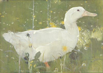 Il Drake Bianco da Joseph Crawhall