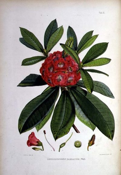 Rhododendron: Barbatum, litografia di Walter Hood Fitch da Joseph Dalton Hooker