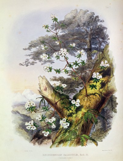 Rhododendron: Dalhousie, disegno da 