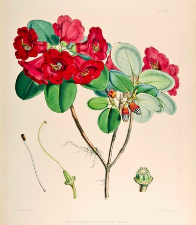 Rhododendron thomsonii, 1895 da Joseph Dalton Hooker