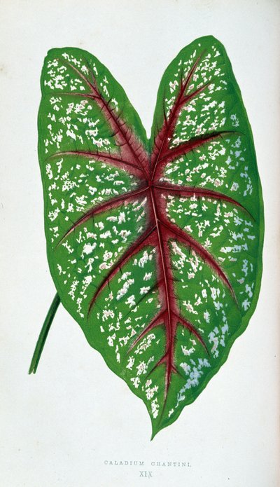 Foglia di Caladium Chantini. Tavola botanica in "Piante con fogliame colorato" da Joseph Edward and Howard W Lowe