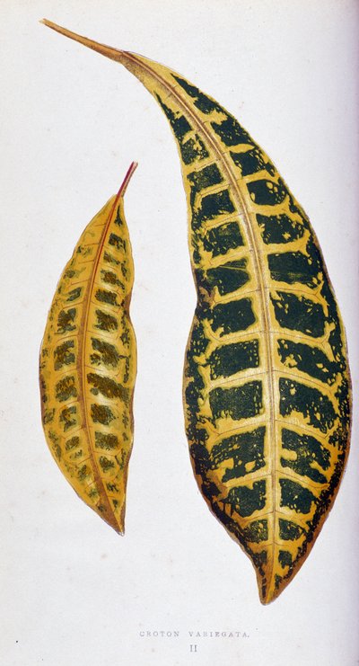 Foglia di Croton variegata. Tavola botanica in "Piante con fogliame colorato. Collezione delle specie più notevoli utilizzate per decorare giardini, serre e appartamenti, di Edward Joseph Lowe e W. Howard, membri della London Horticulture Society" da Joseph Edward and Howard W Lowe