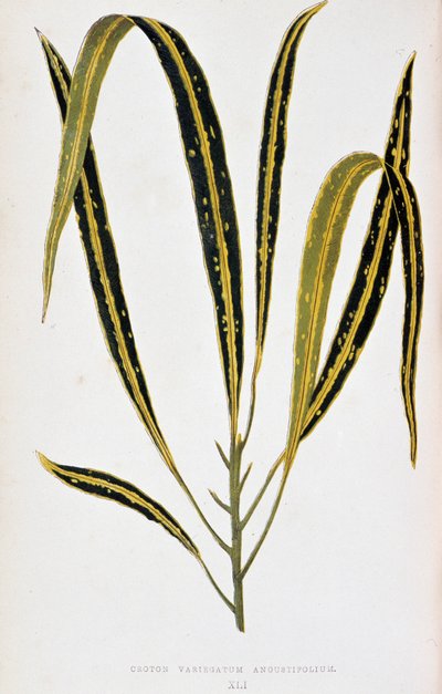 Foglia di Croton variegatum angustifolium da Joseph Edward and Howard W Lowe