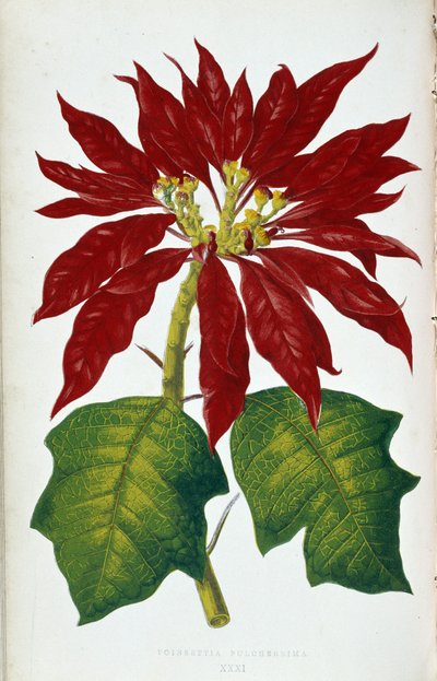 Fiore e foglie di Poinsettia Pulcherrima. Tavola botanica in 