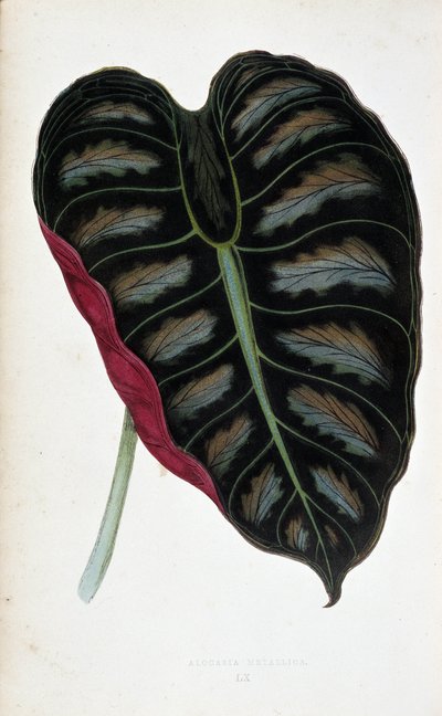 Foglia di Alocasia metallica da Joseph Edward and Howard W Lowe