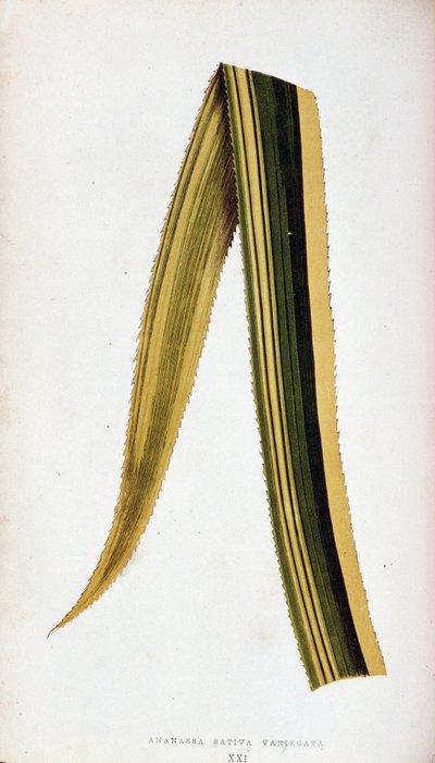 Foglia di Ananassa Sativa Variegata. Tavola botanica in Le piante a fogliame colorato da Joseph Edward and Howard W Lowe